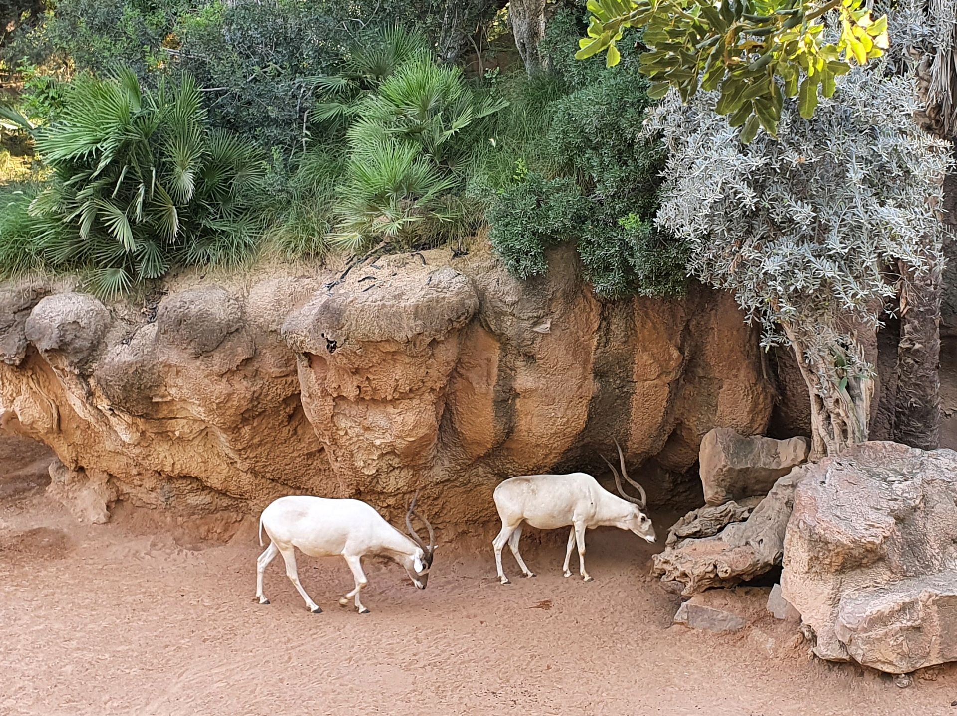 Bioparc Valencia